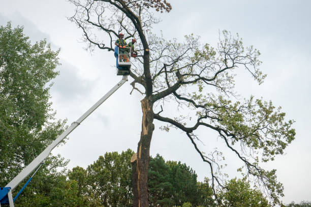 The Steps Involved in Our Tree Care Process in Berwick, PA